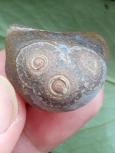 32mm bellissima agata - bellissima,