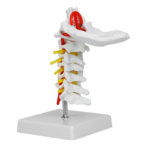 Modello colonna vertebrale - di,