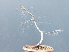 Bonsai Carpino Bianco 45x35cm