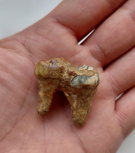 Dente molare orso delle - di,
