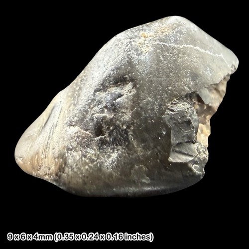 Iguanodontid dinosaur tooth - dinosaur,