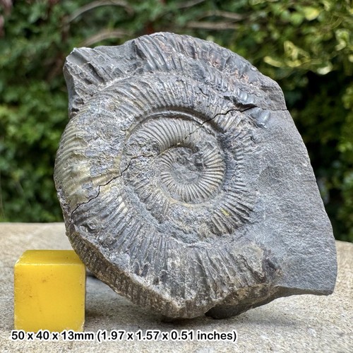 Prodactylioceras davoei fossil - prodactylioceras,