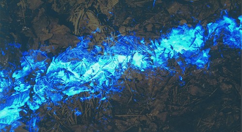 Luminol stesso vendo all - 'fbi, 1