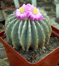 Semi di Geohintonia mexicana, 10 pezzi