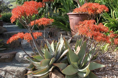 Semi aloe striata - aloe, "