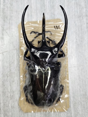 Dynastidae chalcosoma chiron - dynastidae:,