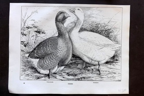 Stampa pollame uccellino