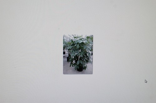 Semi schefflera - 5,