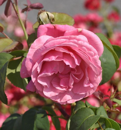 Rosa profumata elbflorenz - rosa,