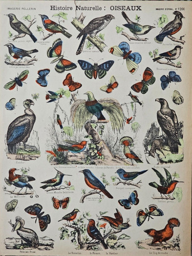 Historie naturelle oiseaux - naturelle, :
