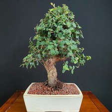 BONSAI  DI QUERCIA DA SUGHERO