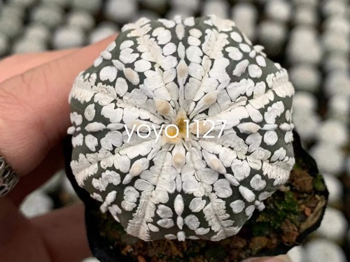3pcs 5cm astrophytum asterias - 5cm,