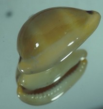 CYPRAEA LURIDA TOP CALLOUS 0,99!!!!!!!!!!!!!!!!!!