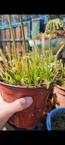 Drosera capensis albina - drosera,