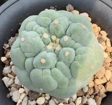 Pianta rara 6 cm cactus L F