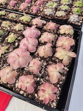 Pinguicula Kewensis Live Plant