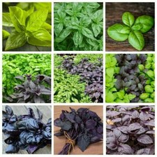 450 semi di BASILICO IN 9