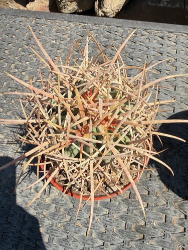 Cottontop cactus echino - cactus,,