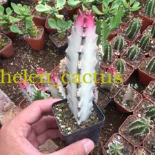 Pianta di Cactus Succulenta