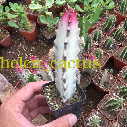 2pcs pianta cactus - 2pcs,