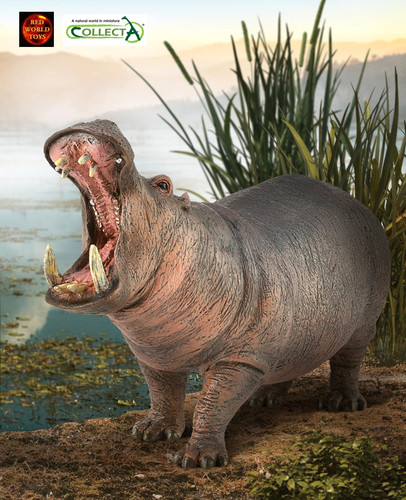 Hippopotamus hippo animal - hippopotamus,