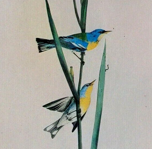 John james audubon birds - john,