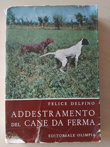 Felice delfino addestramento - felice,