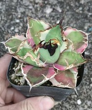Rara pianta succulenta viva