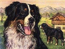 BERNESE MOUNTAIN DOG HEAD