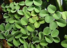 Salvinia Minima Pianta Galleggiante Naturale per Acquario,Anti alghe,Facile
