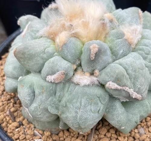 Vendita rara pianta cactus - vendita,