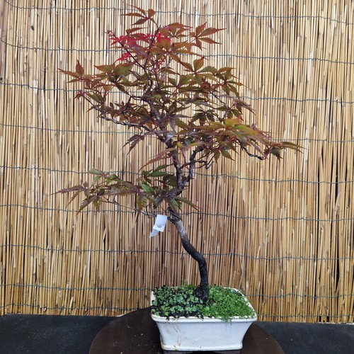 Bonsai acero atropurpureum - bonsai, di