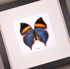 Farfalla vera incorniciata