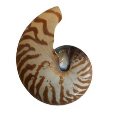 Conchiglia naturale Nautilus