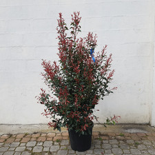 Photinia fraseri robusta - photinia,