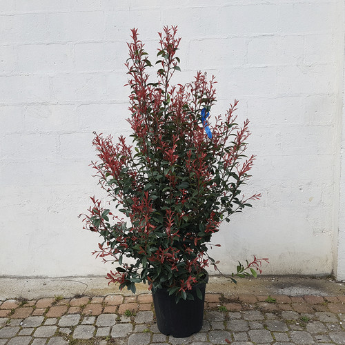 Photinia fraseri robusta in - photinia,