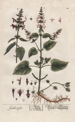 Libro erbe galeopsis - di,