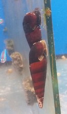 LUMACA FAUNUS ATER, lumaca detritivora ottima per la pulire il fondo