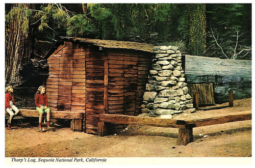 Cartolina tharp log sequoia - tharp's,