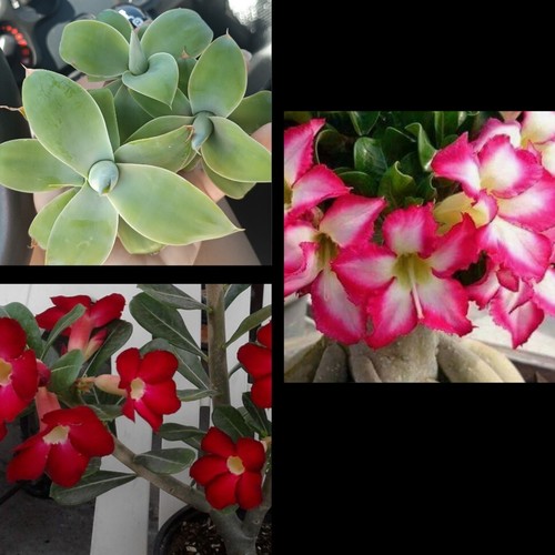 Agave attenuata 2 - y, adenium