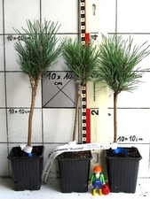 Pinus sylv. "Watereri"