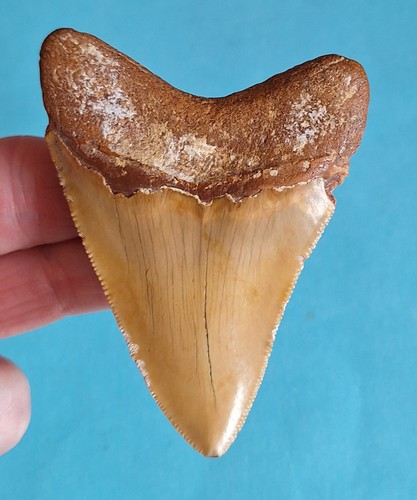 Dente squalo fossile 1 cm - di,