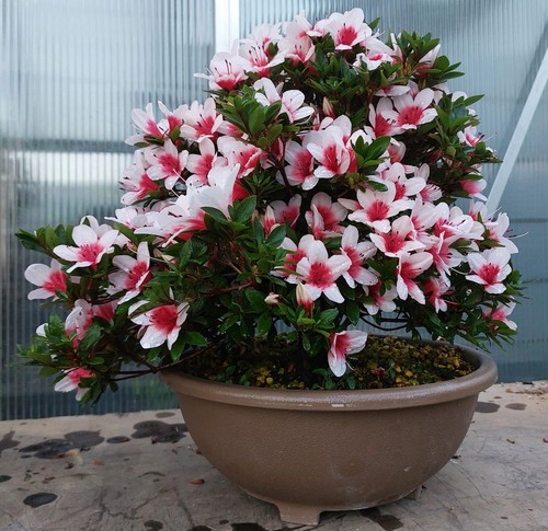 Bonsai joe super hi no - joe,
