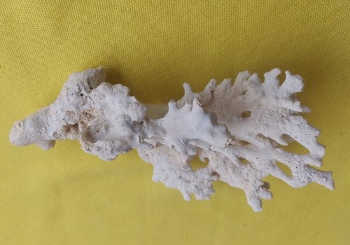 Large natural dead coral - ,