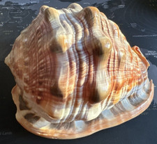 CONCHIGLIA CASSIS RUFA GRANDE CM.15 circa - Seashell