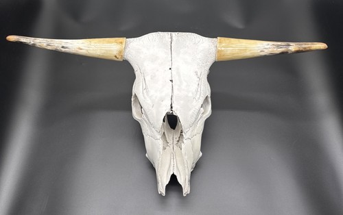 Real bull cow skull with - real,