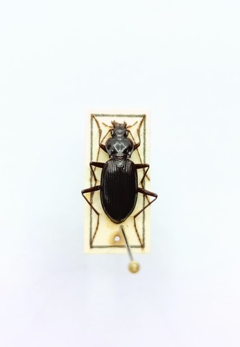 Entomology taxidermy - entomology,