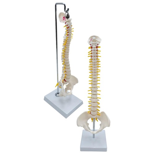 Modello colonna vertebrale - di,