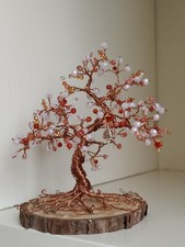 Meoni  bonsai Con  Agata