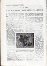 I LICHENI E LA MALATTIA DELLE